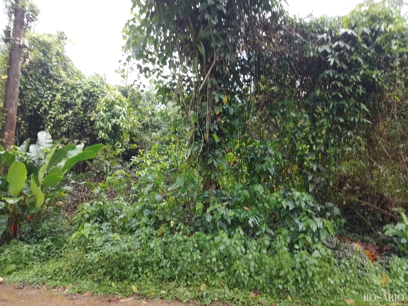 Terreno no condominio itamambuca em ubatuba - foto 4