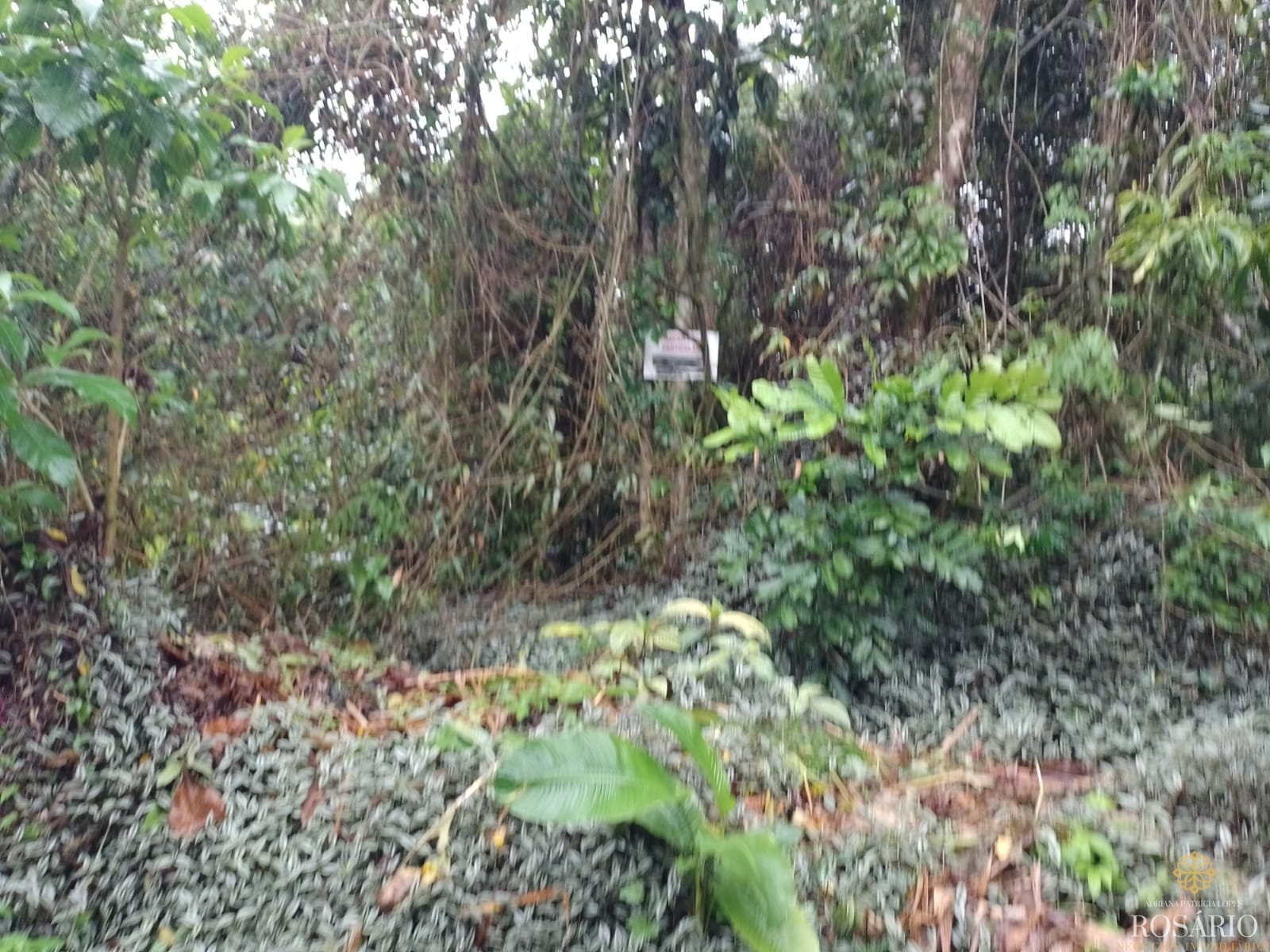 Terreno no condominio itamambuca em ubatuba - foto 2