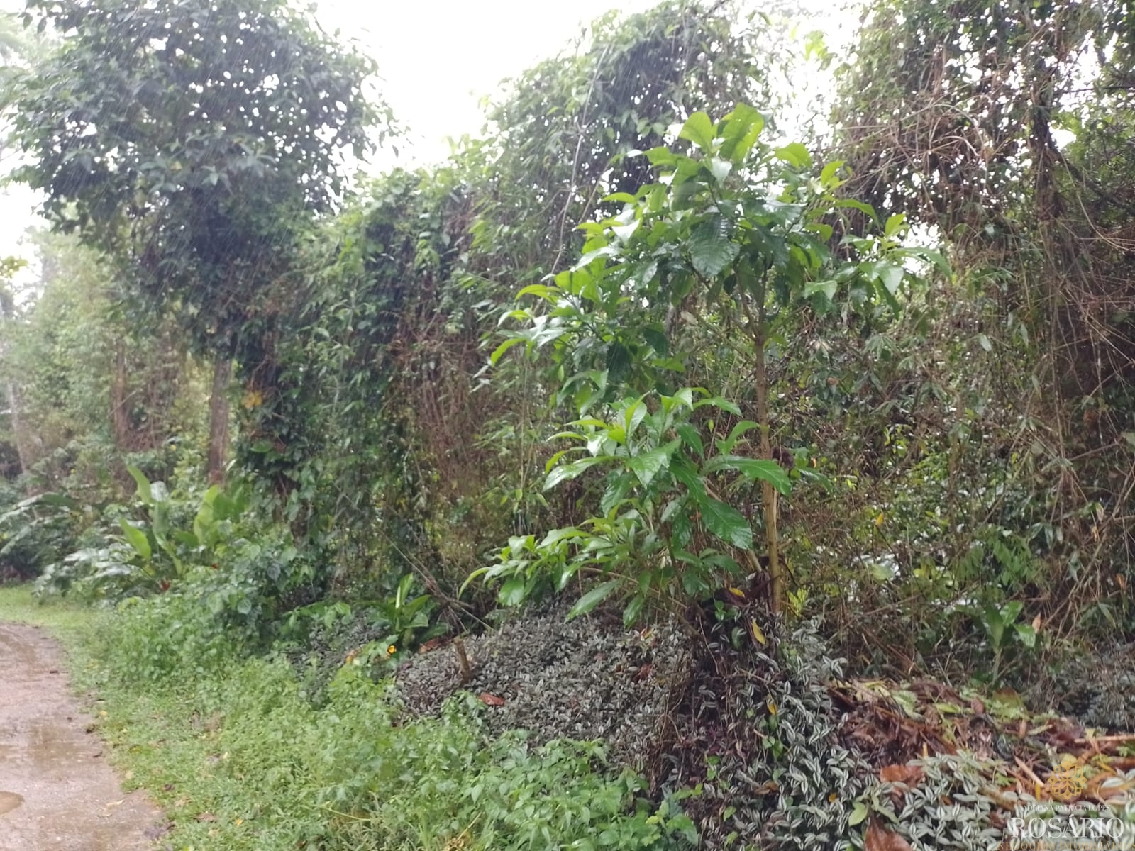 Terreno no condominio itamambuca em ubatuba - foto 1