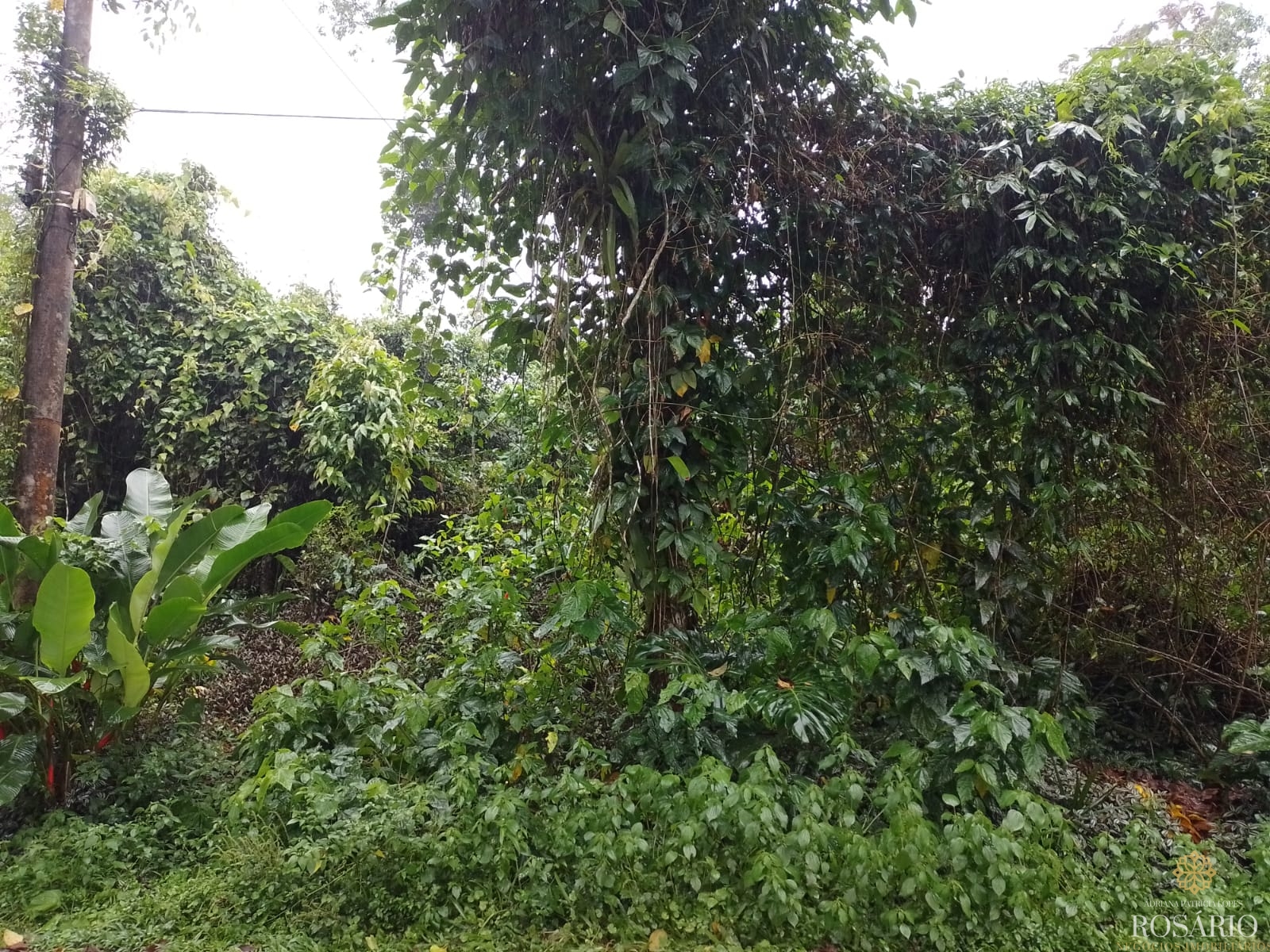 Terreno no condominio itamambuca em ubatuba - foto 3